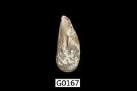 藏品(雲雀殼菜蛤)的圖片